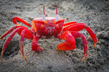 日本生物化学キトサン菊：健康をサポートする革新的なキトサンの驚くべき効果と安全性