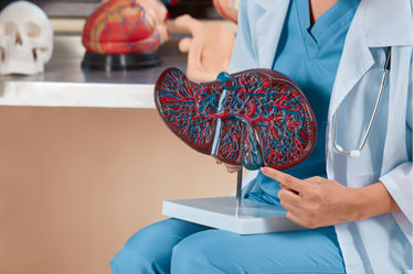 肝臓の健康をサポート！ゼリア新薬 ヘパリーゼGTの効果と特徴を徹底解説