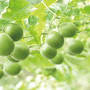 羅漢果（ラカンカ）とは