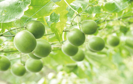 羅漢果（ラカンカ）とは