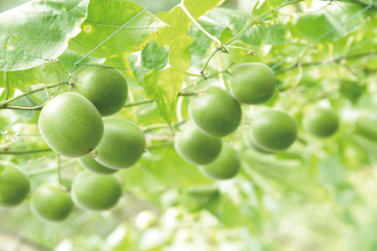 羅漢果（ラカンカ）とは