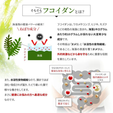 후코이단 브이 정