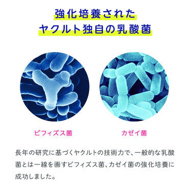 야쿠르트 BL 츄어블 정장제